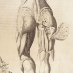 1681 Muscles – Browne | First edition | Molins Muskotomia, Illustrated Medicine