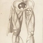 1681 Muscles – Browne | First edition | Molins Muskotomia, Illustrated Medicine