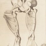 1681 Muscles – Browne | First edition | Molins Muskotomia, Illustrated Medicine