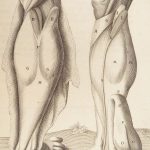 1681 Muscles – Browne | First edition | Molins Muskotomia, Illustrated Medicine
