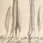 1681 Muscles – Browne | First edition | Molins Muskotomia, Illustrated Medicine