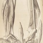 1681 Muscles – Browne | First edition | Molins Muskotomia, Illustrated Medicine
