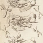 1681 Muscles – Browne | First edition | Molins Muskotomia, Illustrated Medicine