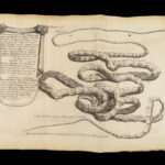Vers Solitaires – Nicolas Andry – 1718 | First edition, Tapeworms & Parasites