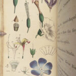 Thirty-eight Plates – Thomas Martyn – 1799 | Botanical Linnaean Plates