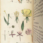 Thirty-eight Plates – Thomas Martyn – 1799 | Botanical Linnaean Plates