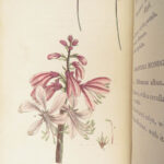Thirty-eight Plates – Thomas Martyn – 1799 | Botanical Linnaean Plates