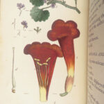 Thirty-eight Plates – Thomas Martyn – 1799 | Botanical Linnaean Plates