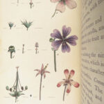 Thirty-eight Plates – Thomas Martyn – 1799 | Botanical Linnaean Plates