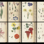 Thirty-eight Plates – Thomas Martyn – 1799 | Botanical Linnaean Plates
