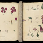 Thirty-eight Plates – Thomas Martyn – 1799 | Botanical Linnaean Plates