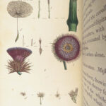 Thirty-eight Plates – Thomas Martyn – 1799 | Botanical Linnaean Plates