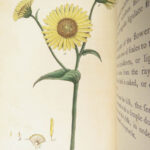 Thirty-eight Plates – Thomas Martyn – 1799 | Botanical Linnaean Plates