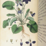 Thirty-eight Plates – Thomas Martyn – 1799 | Botanical Linnaean Plates