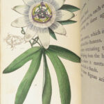 Thirty-eight Plates – Thomas Martyn – 1799 | Botanical Linnaean Plates