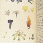 Thirty-eight Plates – Thomas Martyn – 1799 | Botanical Linnaean Plates