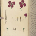 Thirty-eight Plates – Thomas Martyn – 1799 | Botanical Linnaean Plates