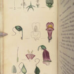 Thirty-eight Plates – Thomas Martyn – 1799 | Botanical Linnaean Plates