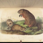 The Quadrupeds of North America – Audubon – 1849 | 155 Color Plates | First edition
