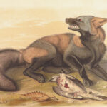 The Quadrupeds of North America – Audubon – 1849 | 155 Color Plates | First edition