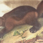 The Quadrupeds of North America – Audubon – 1849 | 155 Color Plates | First edition