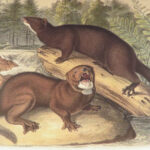 The Quadrupeds of North America – Audubon – 1849 | 155 Color Plates | First edition