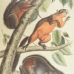 The Quadrupeds of North America – Audubon – 1849 | 155 Color Plates | First edition