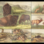 The Quadrupeds of North America – Audubon – 1849 | 155 Color Plates | First edition