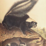 The Quadrupeds of North America – Audubon – 1849 | 155 Color Plates | First edition