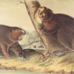 The Quadrupeds of North America – Audubon – 1849 | 155 Color Plates | First edition