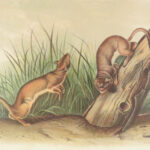 The Quadrupeds of North America – Audubon – 1849 | 155 Color Plates | First edition