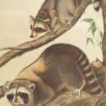 The Quadrupeds of North America – Audubon – 1849 | 155 Color Plates | First edition
