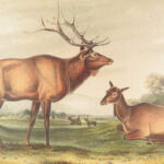 The Quadrupeds of North America – Audubon – 1849 | 155 Color Plates | First edition