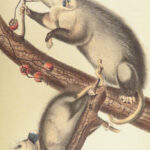 The Quadrupeds of North America – Audubon – 1849 | 155 Color Plates | First edition