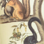 The Quadrupeds of North America – Audubon – 1849 | 155 Color Plates | First edition