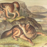The Quadrupeds of North America – Audubon – 1849 | 155 Color Plates | First edition