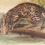 The Quadrupeds of North America – Audubon – 1849 | 155 Color Plates | First edition