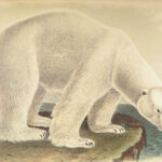The Quadrupeds of North America – Audubon – 1849 | 155 Color Plates | First edition