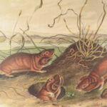 The Quadrupeds of North America – Audubon – 1849 | 155 Color Plates | First edition