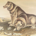 The Quadrupeds of North America – Audubon – 1849 | 155 Color Plates | First edition