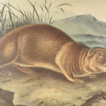 The Quadrupeds of North America – Audubon – 1849 | 155 Color Plates | First edition