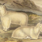 The Quadrupeds of North America – Audubon – 1849 | 155 Color Plates | First edition