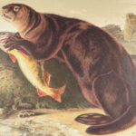 The Quadrupeds of North America – Audubon – 1849 | 155 Color Plates | First edition