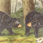 The Quadrupeds of North America – Audubon – 1849 | 155 Color Plates | First edition