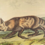 The Quadrupeds of North America – Audubon – 1849 | 155 Color Plates | First edition