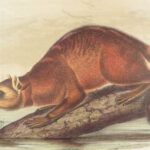 The Quadrupeds of North America – Audubon – 1849 | 155 Color Plates | First edition