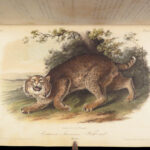 The Quadrupeds of North America – Audubon – 1849 | 155 Color Plates | First edition