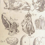 Appendix to Anthropologia nova – James Drake – 1728 | 51 Engravings of Human Anatomy