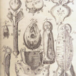 Appendix to Anthropologia nova – James Drake – 1728 | 51 Engravings of Human Anatomy
