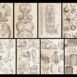Appendix to Anthropologia nova – James Drake – 1728 | 51 Engravings of Human Anatomy